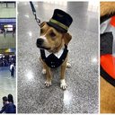 Charlie, mascote oficial do Aeroporto Internacional de São Paulo, em Guarulhos - Divulgação / GRU Airport
