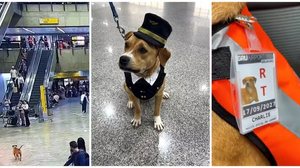 Charlie, mascote oficial do Aeroporto Internacional de São Paulo, em Guarulhos - Divulgação / GRU Airport