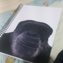 Capa do caderno com a imagem de um chimpanzé