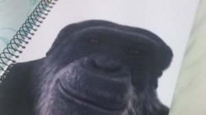 Capa do caderno com a imagem de um chimpanzé