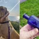 Stanley, um labrador, encontrou a garrafa no jardim de casa - Reprodução/Paul Phillips