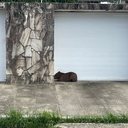 Bruno Protasio/TV Pajuçara