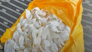 Agentes encontraram 187 trouxinhas de cocaína prontas para comercialização - Foto: Cortesia/PCAL