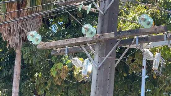 TV Pajuçara / Fique Alerta