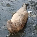 A presença do animal exige atenção redobrada da população - Foto: Reprodução