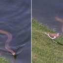 Foto: Reprodução/X