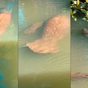 Associação Peixe-Boi / Reprodução