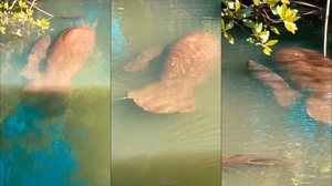 Associação Peixe-Boi / Reprodução