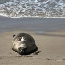 Elefante-marinho no litoral de Alagoas - Divulgação / Biota
