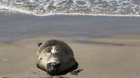 Elefante\u002Dmarinho é o segundo registrado em 17 anos no litoral de AL