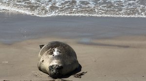 Elefante-marinho no litoral de Alagoas - Divulgação / Biota