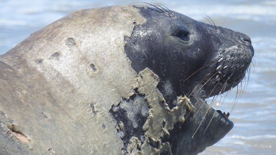 Cortesia/Instituto Biota