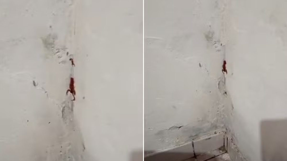 Vídeo: mãe encontra \u0022família de escorpiões\u0022 ao lado da cama da filha