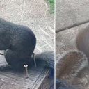 Foto: Reprodução/X