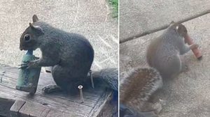 Foto: Reprodução/X