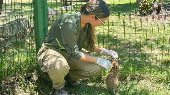 Filhote de capivara resgatado em Atalaia recebe cuidados no Cetas