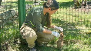 Filhote de capivara resgatado em Atalaia recebe cuidados no Cetas - Ascom IMA/AL