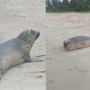 Imagem VÍDEO: foca aparece em praia de Alagoas em registro inédito