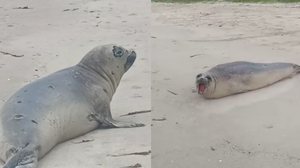 Imagem VÍDEO: elefante-marinho aparece em praia de Alagoas