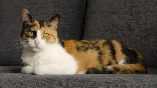 Cientistas descobrem uma nova explicação para o fato de gatos caírem em pé