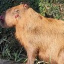 A capivara foi maltratada e sofreu traumatismo craniano, com edemas e sangramento nasal - Reprodução