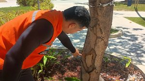 Ação preventiva já analisou praças em diferentes regiões da cidade e identificou árvores que necessitam de intervenção - Foto: Ascom Defesa Civil Maceió