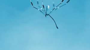 Foto: Reprodução/Vídeo Science News