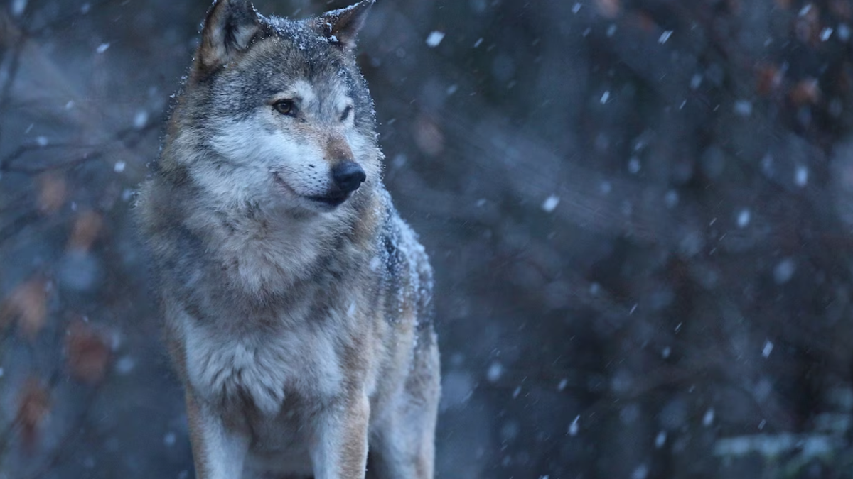 Lobo morde mulher em área urbana de Hamburgo, na Alemanha, e é capturado