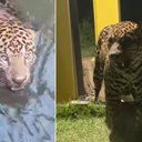 Onça é encontra em canal de usina hidroelétrica - Reprodução