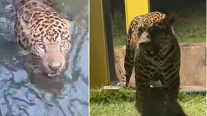 Onça é encontra em canal de usina hidroelétrica - Reprodução