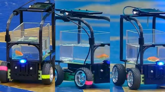 Imagem Peixe 'dirige' carro por mais de 12 metros e entra para o Guinness