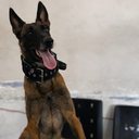 Bill, o cão farejador do 3º Batalhão da Polícia Militar - PMAL