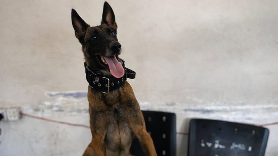 Bill, o cão farejador do 3º Batalhão da Polícia Militar - PMAL