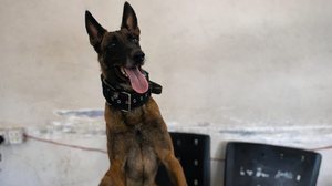 Bill, o cão farejador do 3º Batalhão da Polícia Militar - PMAL