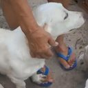 Polícia esclarece caso de supostos maus-tratos a cães transportados em caminhonete em AL - Reprodução de vídeo / PC-AL