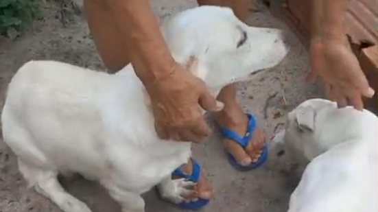 Polícia esclarece caso de supostos maus-tratos a cães transportados em caminhonete em AL - Reprodução de vídeo / PC-AL