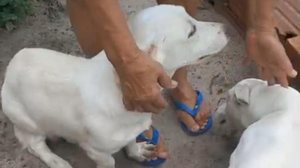 Polícia esclarece caso de supostos maus-tratos a cães transportados em caminhonete em AL - Reprodução de vídeo / PC-AL