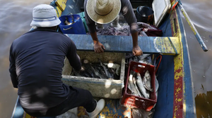 Serão destinados R$ 179,7 milhões a mais de 110 mil pescadores - Foto: Agência Brasil