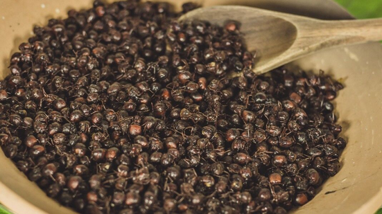 Tanajura (Içá) - Foto: Vanessa Bracamonte/Divulgação