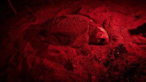 Tartaruga monitorada há quase 40 anos volta a desovar em praia do ES - Fundação Projeto Tamar