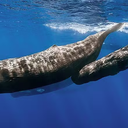 Gabriel Barathieu / Wikimedia Commons