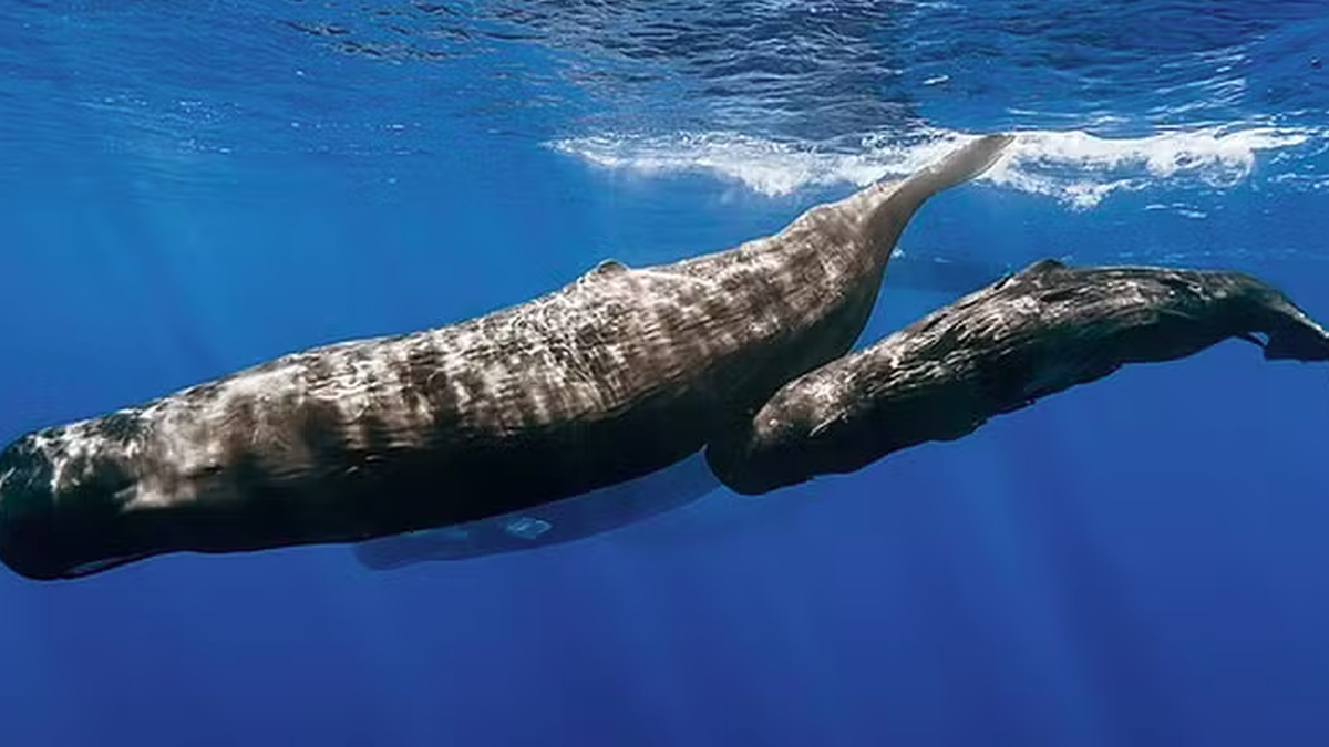 Como cientistas usam IA para interpretar sons de cachalotes