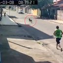 Animal saiu em disparada e atacou criança com cães de menor porte; um pinscher foi morto - Foto: Reprodução