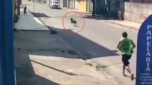 Animal saiu em disparada e atacou criança com cães de menor porte; um pinscher foi morto - Foto: Reprodução
