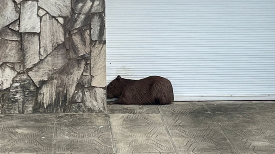 Animal foi resgatado no bairro do Farol, em Maceió, após sofrer um ataque de cães - Foto: Reprodução/TV Pajuçara