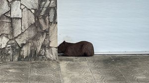 Animal foi resgatado no bairro do Farol, em Maceió, após sofrer um ataque de cães - Foto: Reprodução/TV Pajuçara