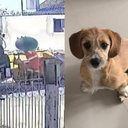 Imagem Juiz ordena indenização a tutoras de cadela triturada em caminhão de lixo