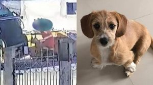 Imagem Juiz ordena indenização a tutoras de cadela triturada em caminhão de lixo