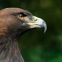 Richard Bartz, Munich aka Makro Freak via Wikimedia Commons