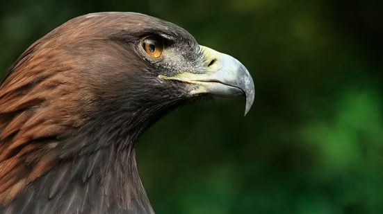 Richard Bartz, Munich aka Makro Freak via Wikimedia Commons